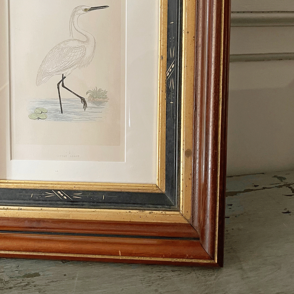 Estampe vintage d'aigrette dans un vieux cadre décoratif